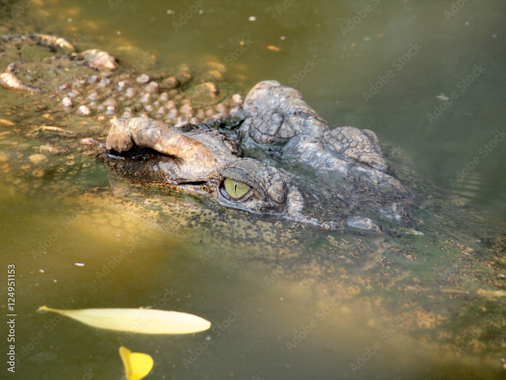 Fototapeta premium Crocodile Eyes Detail Close Up