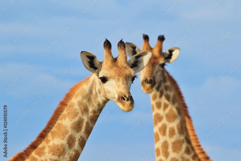 Giraffe - African Wildlife Background - Twin Icons