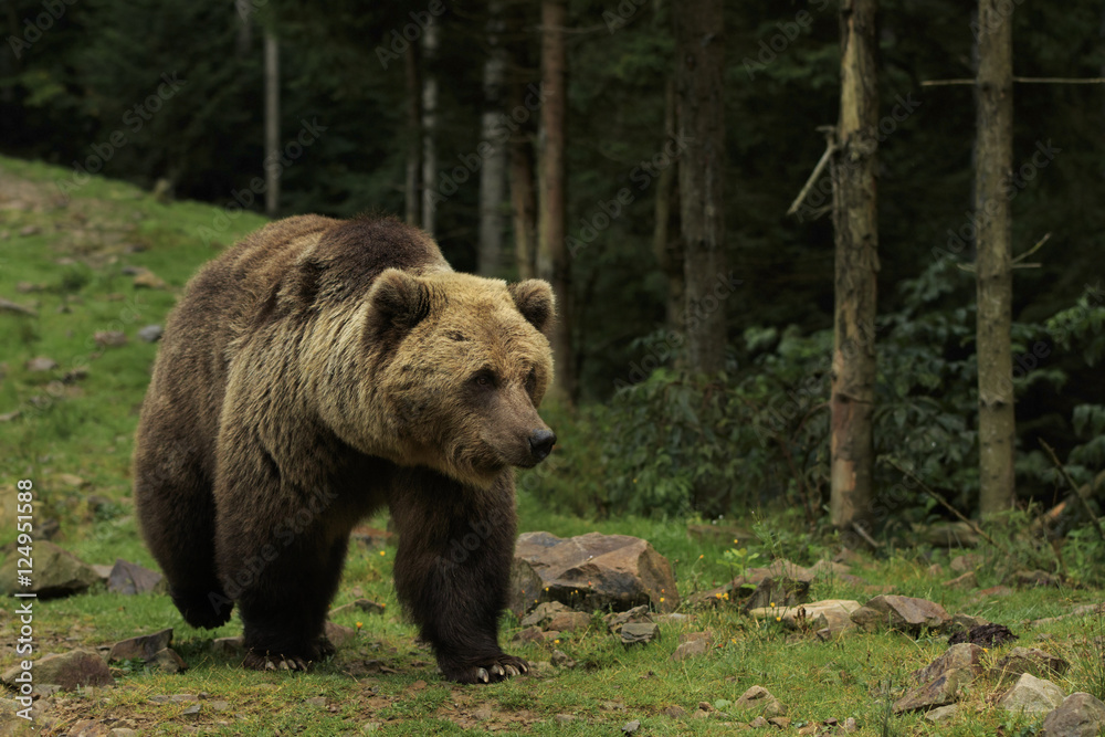 Big brown bear walks on the stony glade at the forest