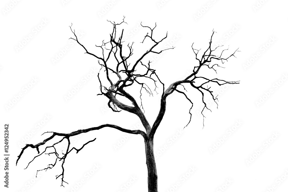 Dead Tree without Leaves