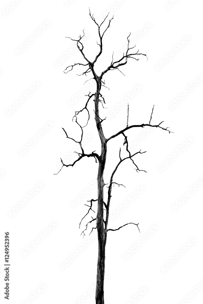 Fototapeta premium Dead Tree without Leaves