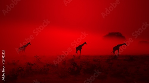 Giraffe - African Wildlife Background - Mythical Red