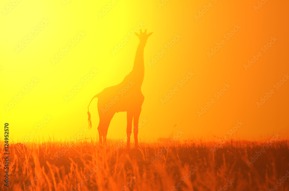 Giraffe Background - African Wildlife - Simplistic Golden Nature