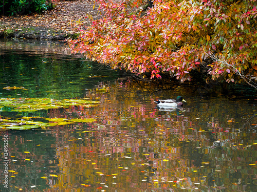 Mallard  and Tree Leaves Changing Colour in Autumn