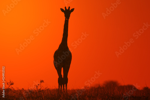 Giraffe - African Wildlife Background - Golden Bliss in Nature