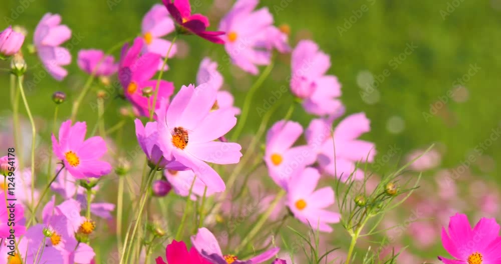 Gyeongju, Korea Swaying pink cosmos flowers in a field
Gyeongju, Korea Swaying pink cosmos flowers in a field