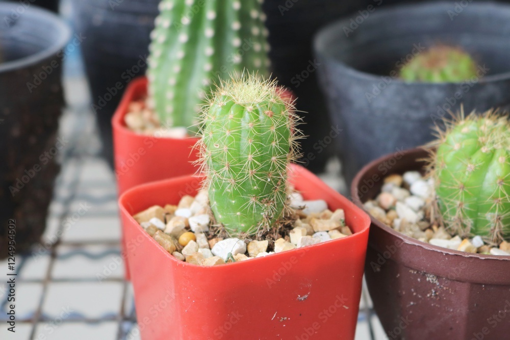 Various cactus in small flowerpots. Various cactus in small flowerpots.