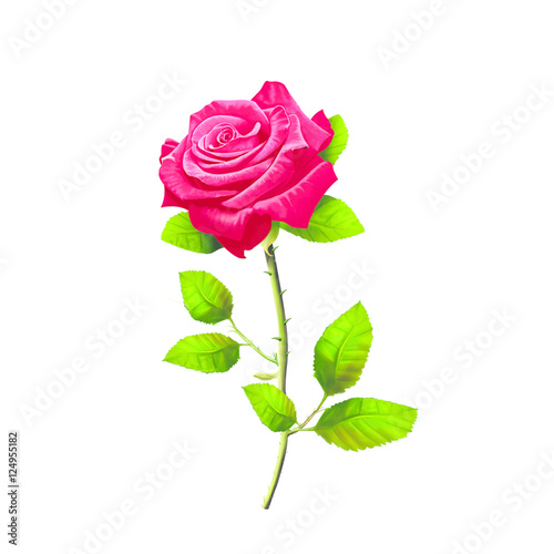 Rose