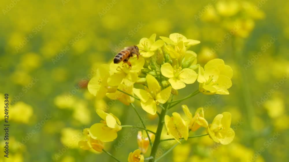 Gyeongbuk, KOREA Flying honeybee on Rape canola
Gyeongbuk, KOREA Flying honeybee on Rape canola