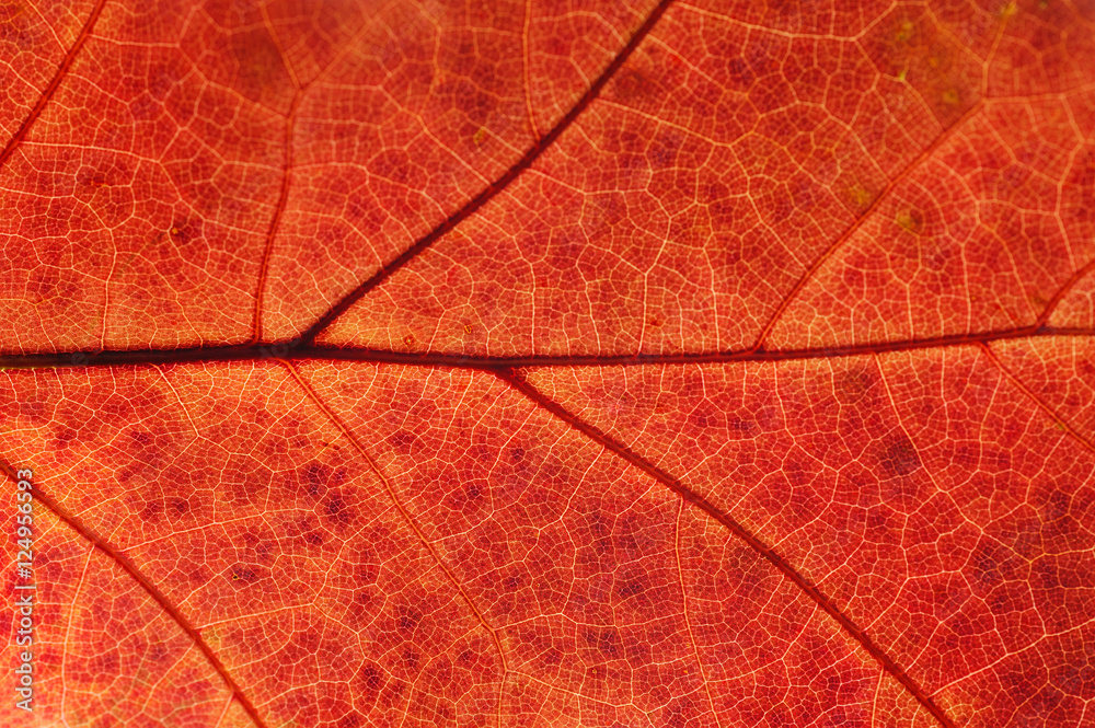 Fototapeta premium close up on autumn red leaf texture