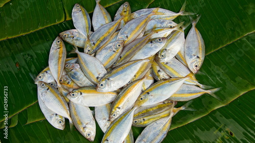gelbe Streifen Makrelen auf Bananenblättern photo