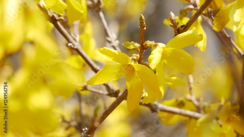 Beautiful spring in forsythia flowers
