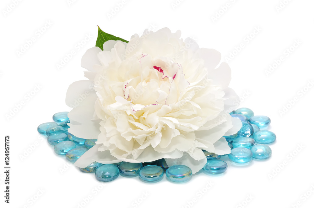 White Peony Flower on Blue Glass Stones Isolated on White Background White Peony Flower on Blue Glass Stones Isolated on White Background