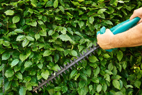 Hecke schneiden