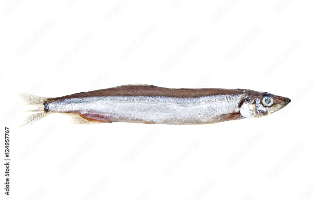 Capelin fish isolated on white background Capelin fish isolated on white background