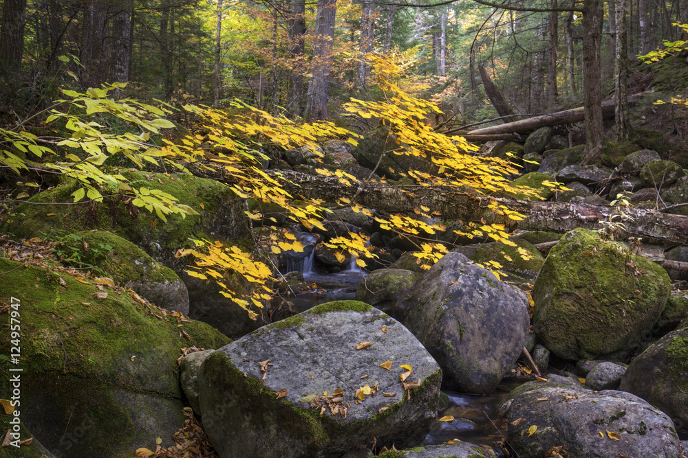 Colorful foliage along Snyder Brook in New Hampshire's White Mountains. Colorful foliage along Snyder Brook in New Hampshire's White Mountains.