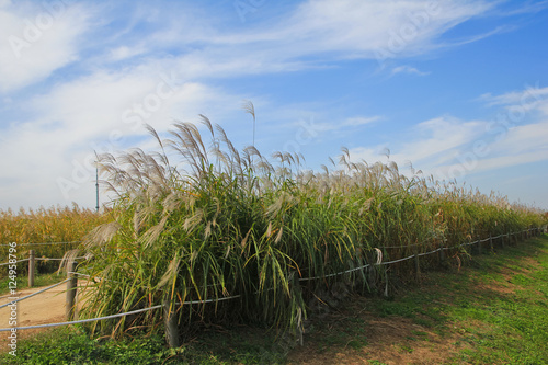Fototapeta Naklejka Na Ścianę i Meble -  the silver grass & reeds in the field / A view of the silver grass & reeds in the field 