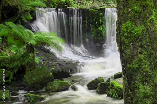 The beautiful Horseshoe Falls after heavy rain fall in Mount Field National Park  Tasmania  Australia.