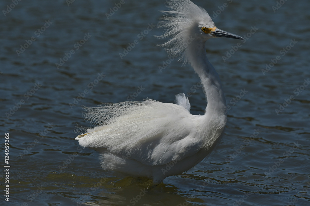 Snowy Egret on windy day on beach in California Snowy Egret on windy day on beach in California