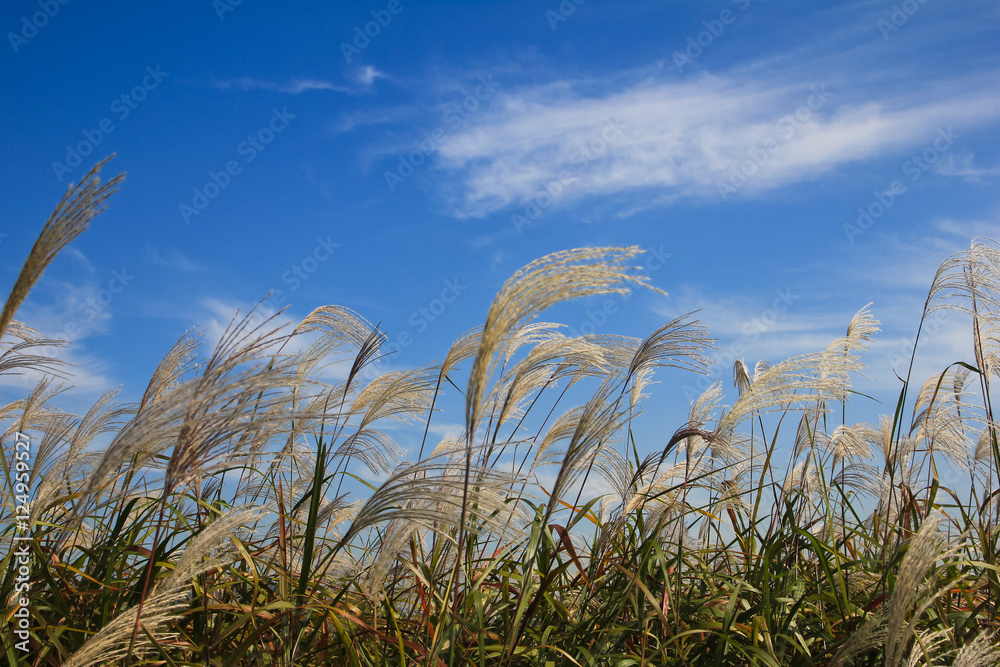 Obraz premium the reeds dancing in groups / A view of the reeds dancing in groups when it flutters in the wind 