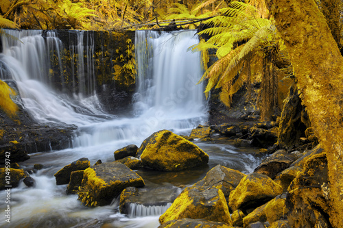 Fototapeta Naklejka Na Ścianę i Meble -  Beautiful Horseshoe Falls after heavy rain fall in Mount Field National Park, Tasmania, Australia. Abstract yellow and gold hues added.