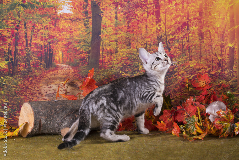 Obraz premium little kitten playing in the autumn forest