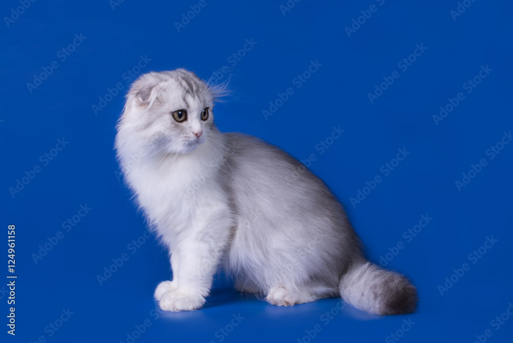 Scottish fold cat isolated on a blue background