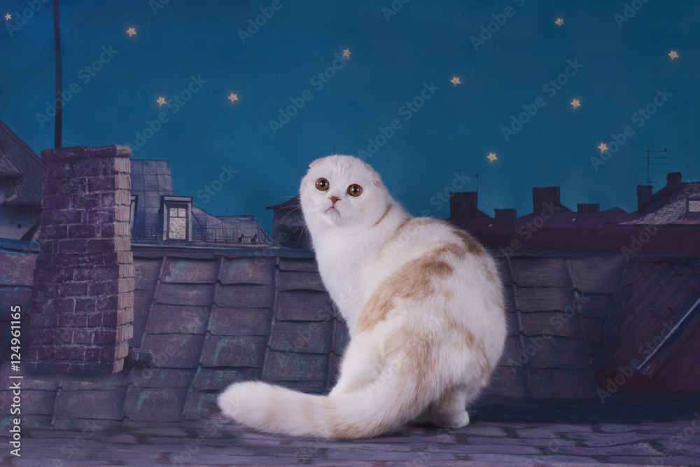 cat walking on the roof at night Stock Photo | Adobe Stock