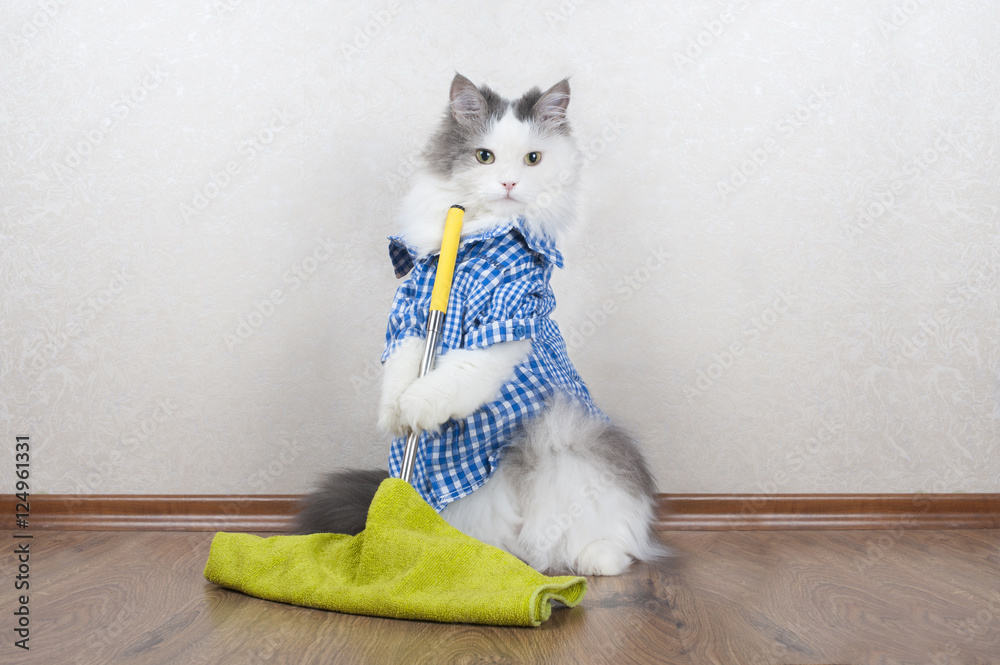 Fototapeta premium cat washing the floor in the apartment