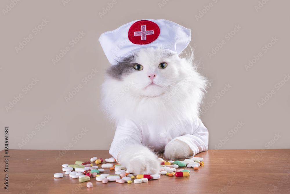 Fototapeta premium Kot w garniturze lekarza daje lek