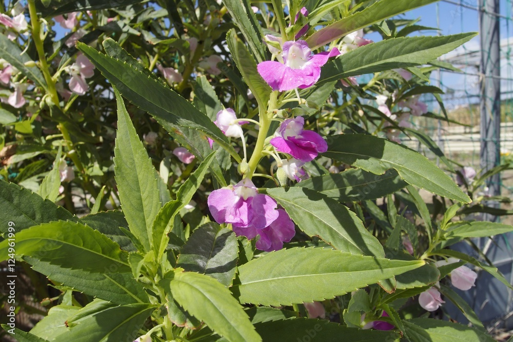 Obraz premium ホウセンカ