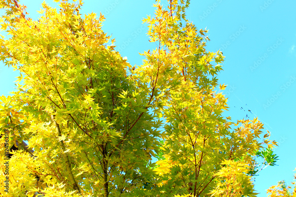 Fototapeta premium maple tree