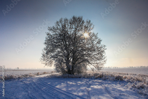 Wintersonne hinter Baum mit reif