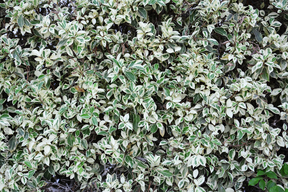 Big ficus shrubs texture