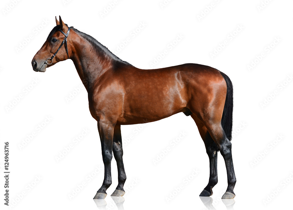Fototapeta premium Zatoka sporta koń odizolowywający na białym tle