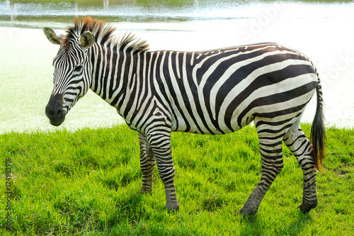 Zebra