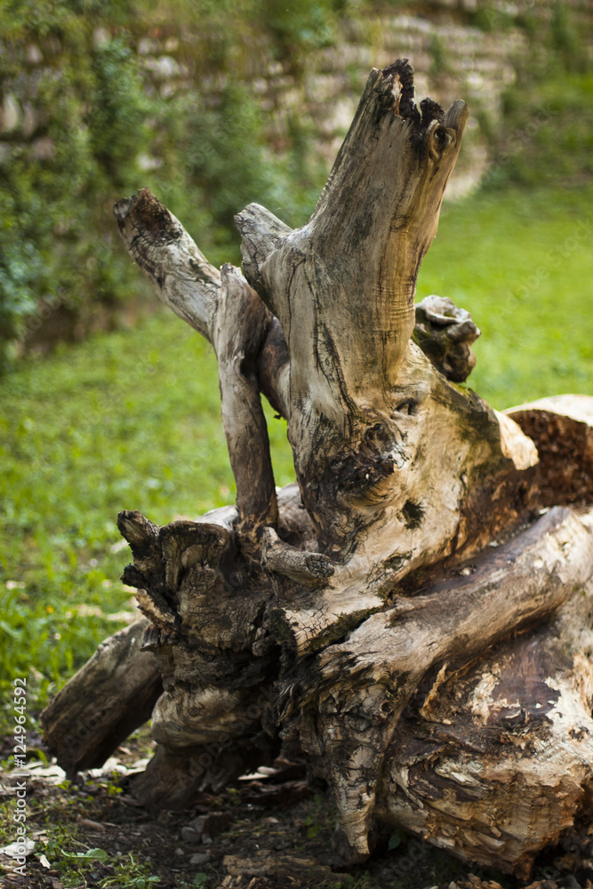 aged wood trunk