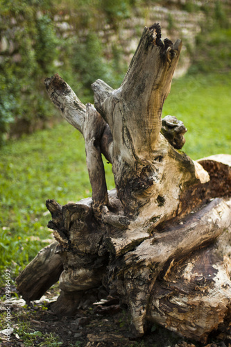 aged wood trunk