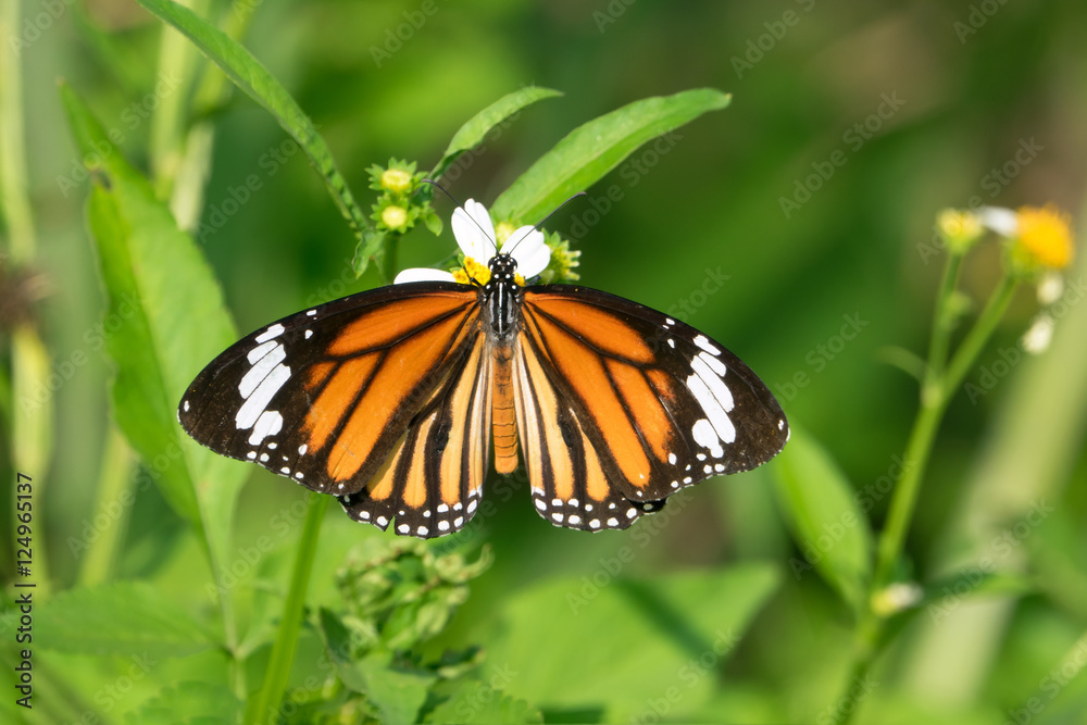 Closeup butterfly on flower (Common tiger butterfly) Closeup butterfly on flower (Common tiger butterfly)