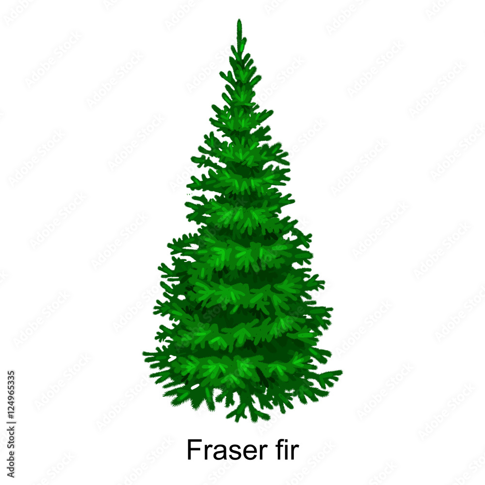 Christmas vector tree like fraser fir for New year celebration without holiday decoration, evergreen xmas plants