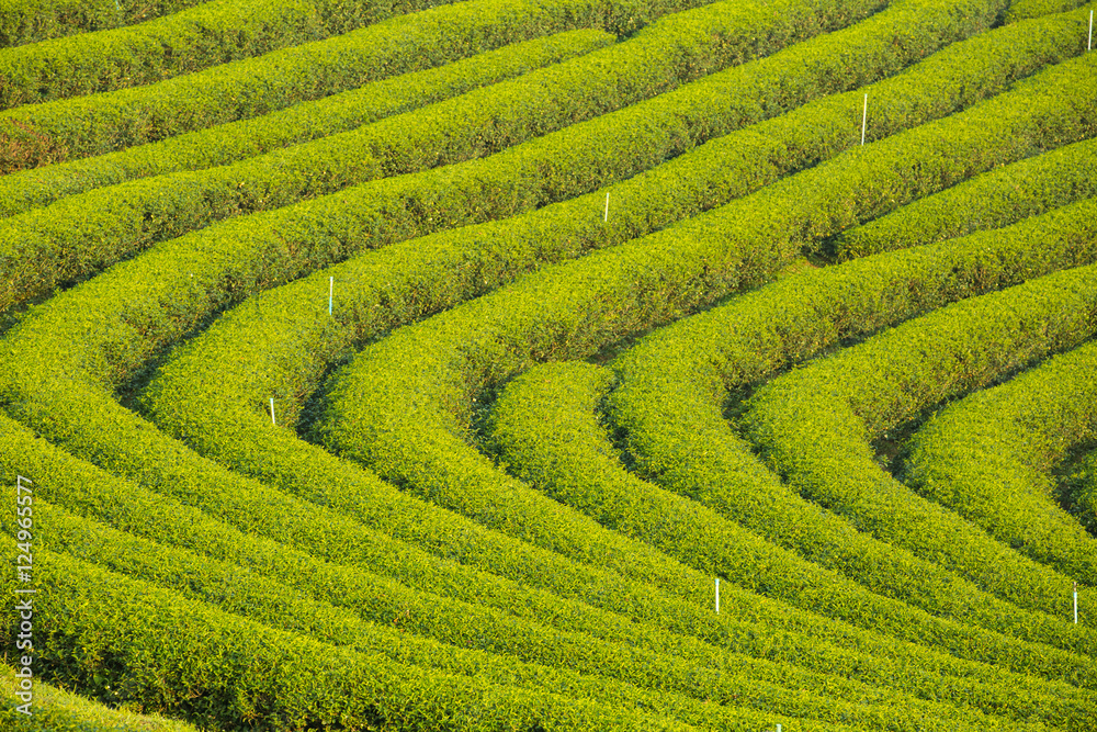Tea plantation Tea plantation