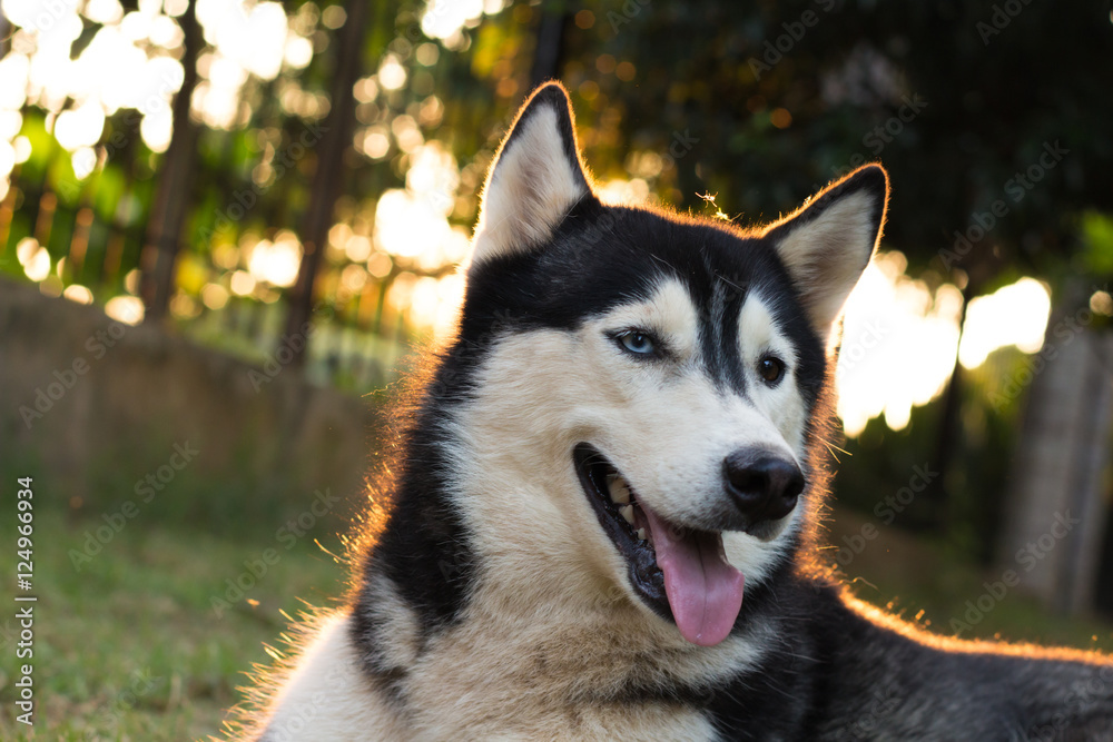 Husky dog sitting in the garden Husky dog sitting in the garden