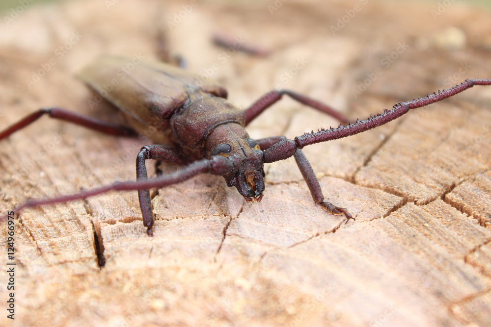 Megopis scabricornis - a longhorn beetle Megopis scabricornis - a longhorn beetle