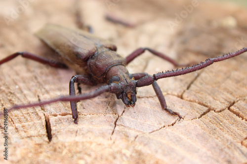 Megopis scabricornis - a longhorn beetle