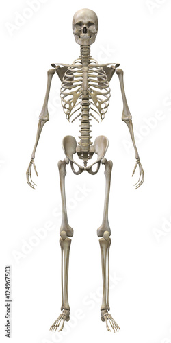 3d render of a human skeleton isolated on white background © Veronika