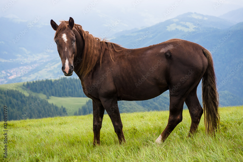 horse standing on fresh green grass in the mountains horse standing on fresh green grass in the mountains