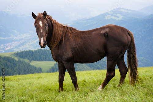 horse standing on fresh green grass in the mountains