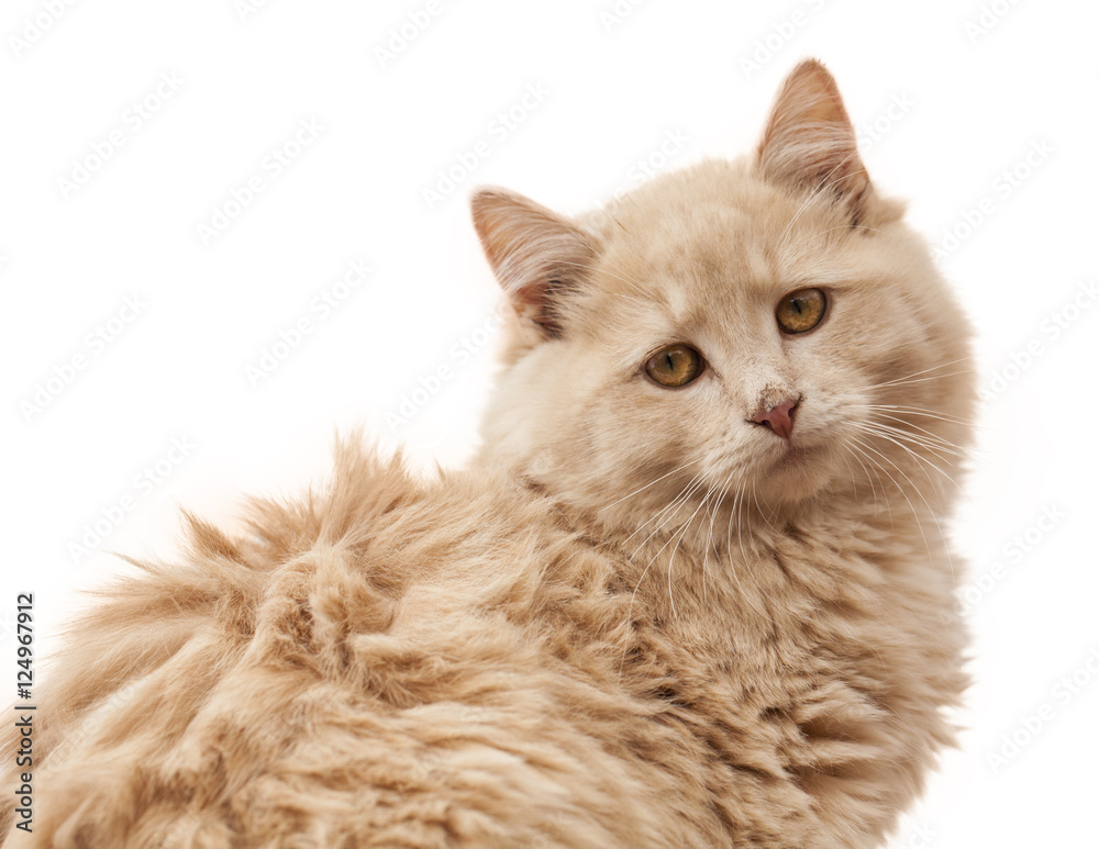 Isolated Stray Cat Isolated Stray Cat