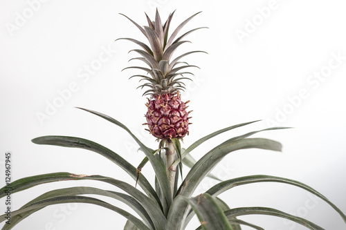 Obraz na płótnie Isolated pineapple fruit on the plant on a white background