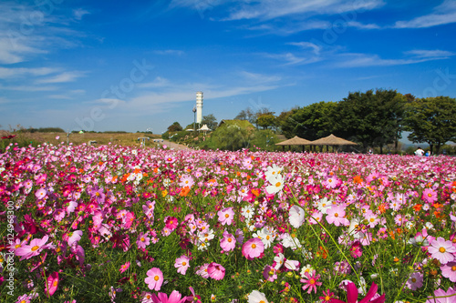 the cosmos flower in the field / A landscape view of the cosmos flower in the field 